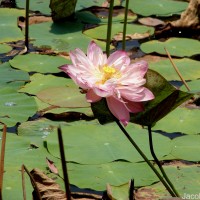 Nelumbo nucifera Gaertn.